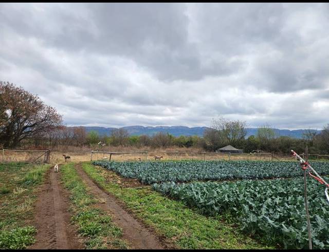 FARM FOR SALE IN BULTFONTEIN AH